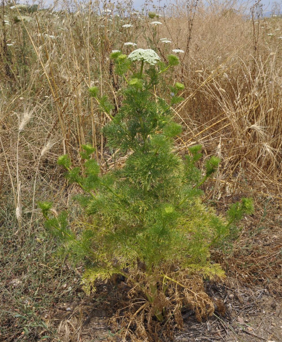 Image of Visnaga daucoides specimen.