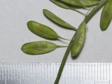 Isatis campestris. Плоды. Саратов, Октябрьское ущелье, берег пруда. 27.05.2018.
