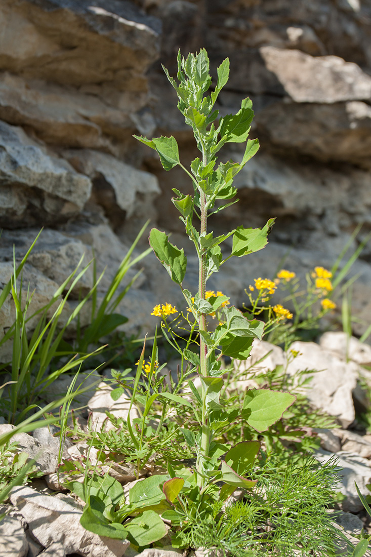 Изображение особи Chenopodium album.