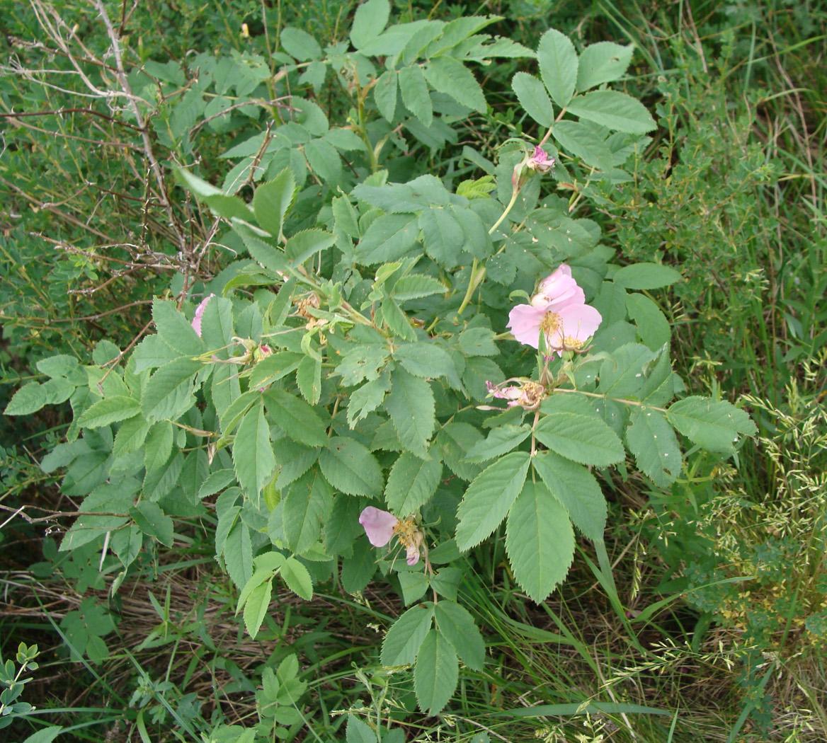 Image of genus Rosa specimen.