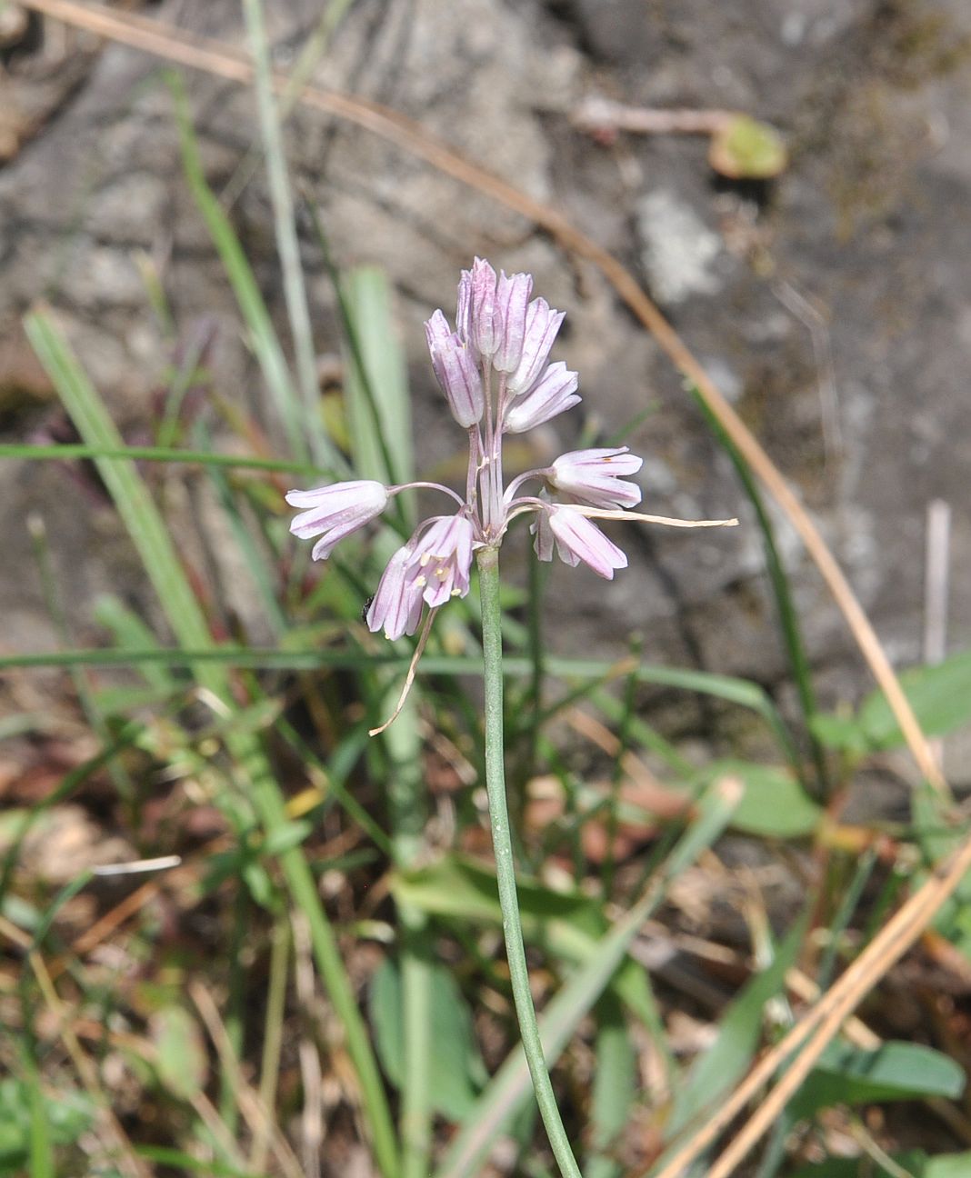 Изображение особи Allium kunthianum.