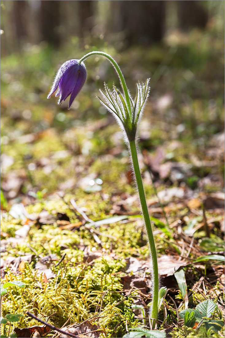 Изображение особи Pulsatilla patens.