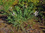 Oxytropis sordida