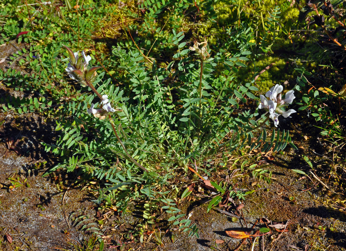 Изображение особи Oxytropis sordida.