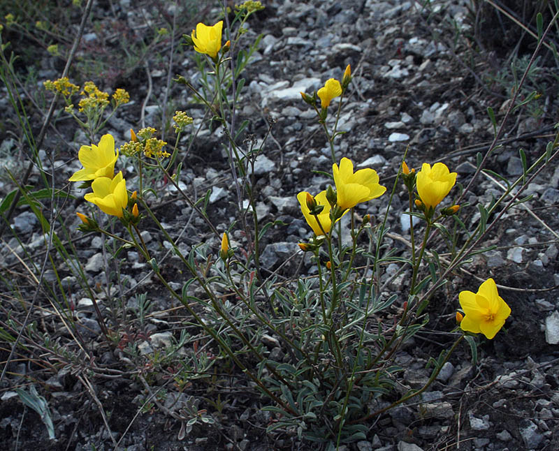 Изображение особи Linum ucranicum.