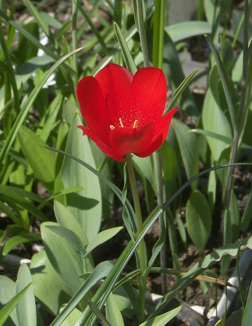 Image of Tulipa montana specimen.