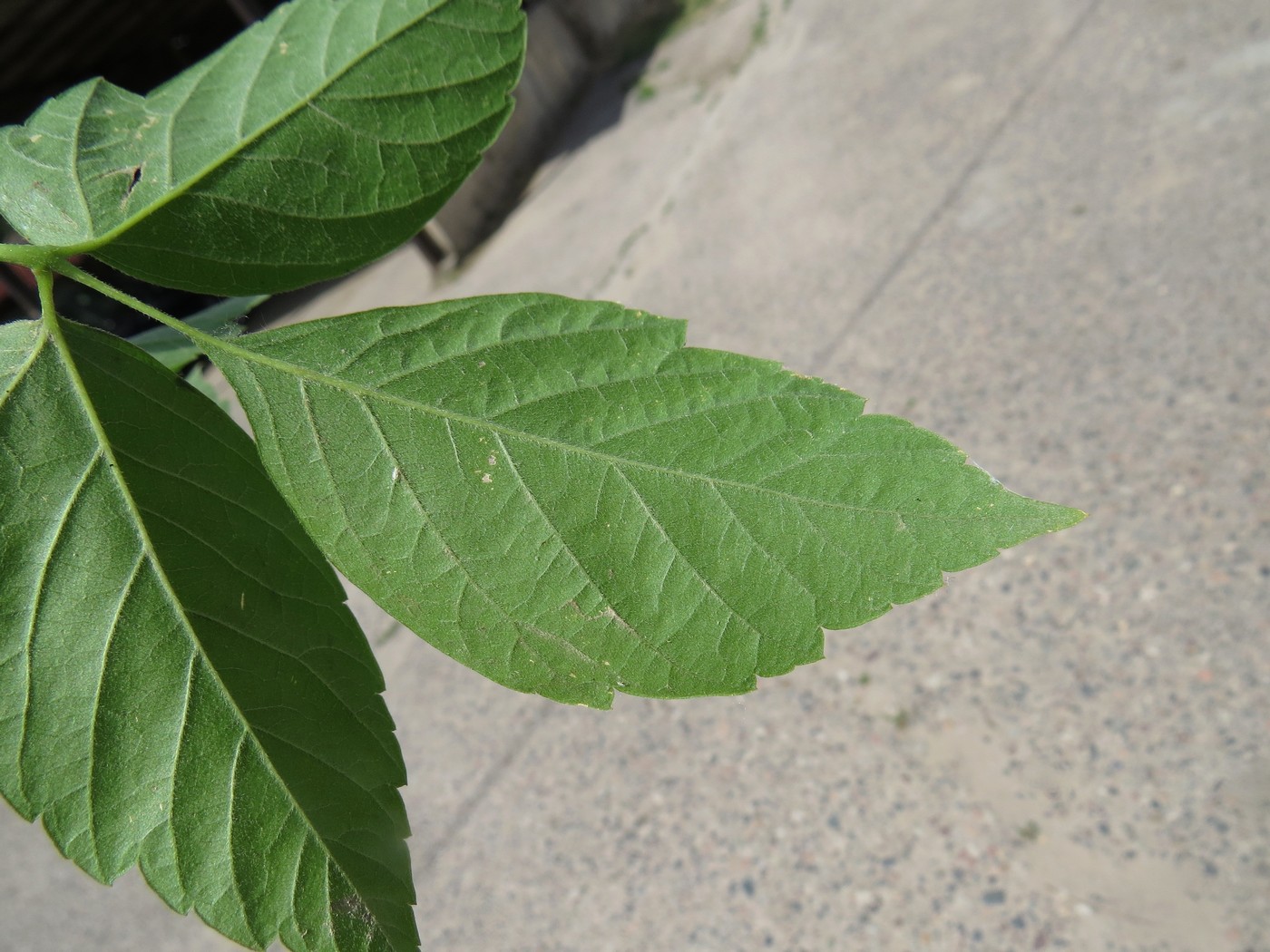 Image of Acer negundo var. californicum specimen.