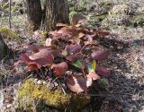 Bergenia crassifolia