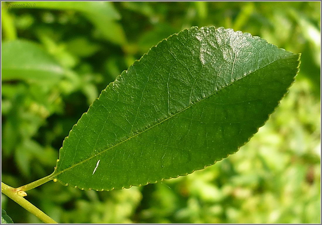 Изображение особи Cerasus fruticosa.