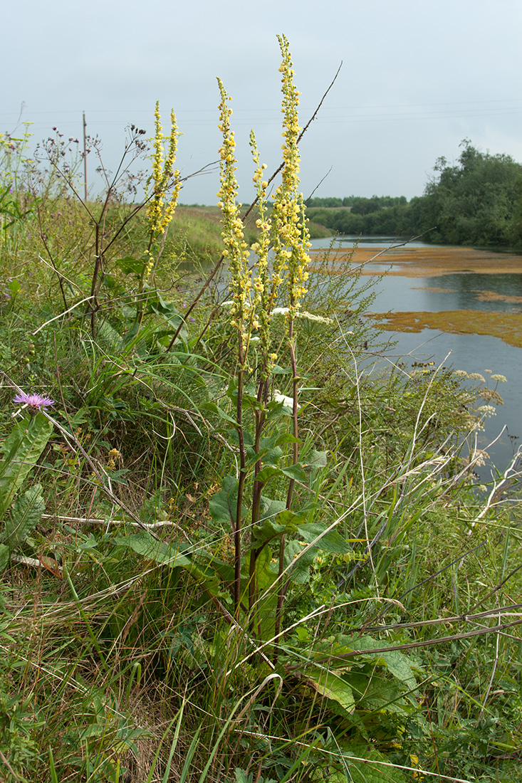 Изображение особи Verbascum nigrum.