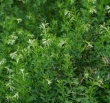 Chamaecytisus ruthenicus