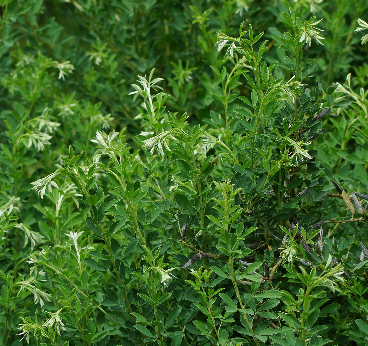 Image of Chamaecytisus ruthenicus specimen.