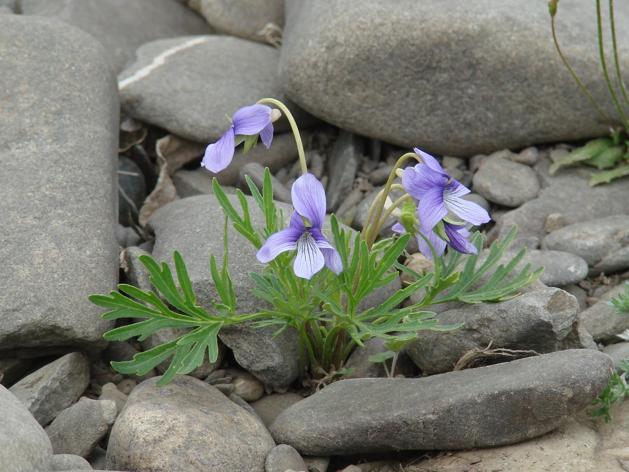 Изображение особи Viola dissecta.