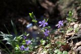 Vinca pubescens