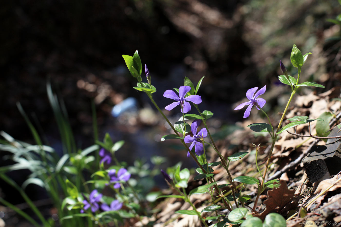 Изображение особи Vinca pubescens.