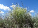 Lepidium songaricum