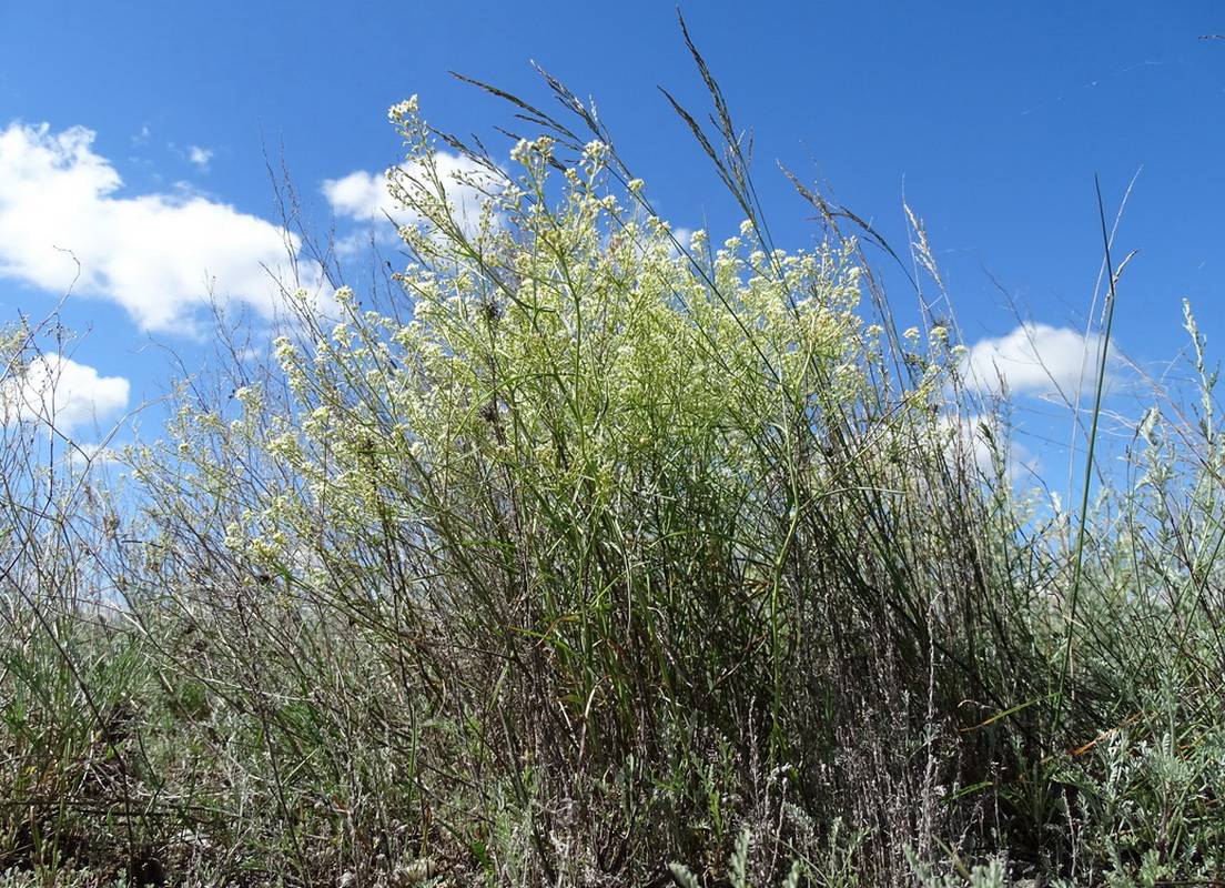 Изображение особи Lepidium songaricum.