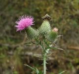 Cirsium vulgare. Верхушка побега с соцветиями. Кабардино-Балкария, Зольский р-н, долина р. Гедмышх, обочина дороги. 17.09.2018.