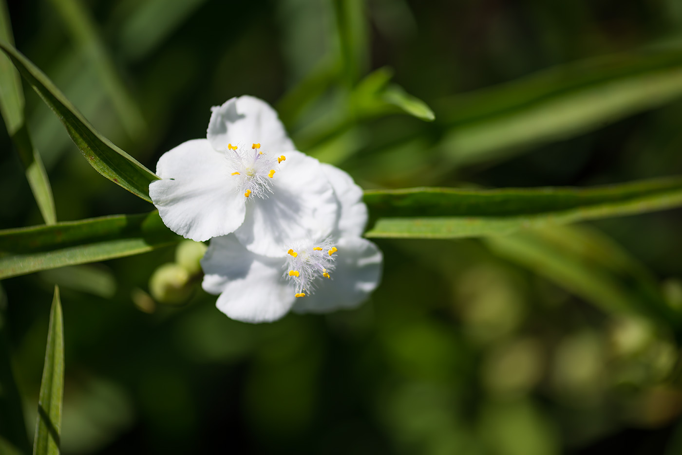 Image of Tradescantia &times; andersoniana specimen.