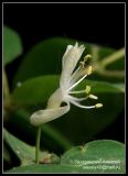 Lonicera xylosteum. Цветок. Подмосковье. 16.05.2008.