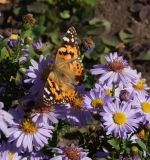 Symphyotrichum × versicolor. Соцветия с бабочкой репейницей чертополоховой. Казахстан, Восточно-Казахстанская обл., г. Усть-Каменогорск, сквер, в культуре. 08.10.2015.