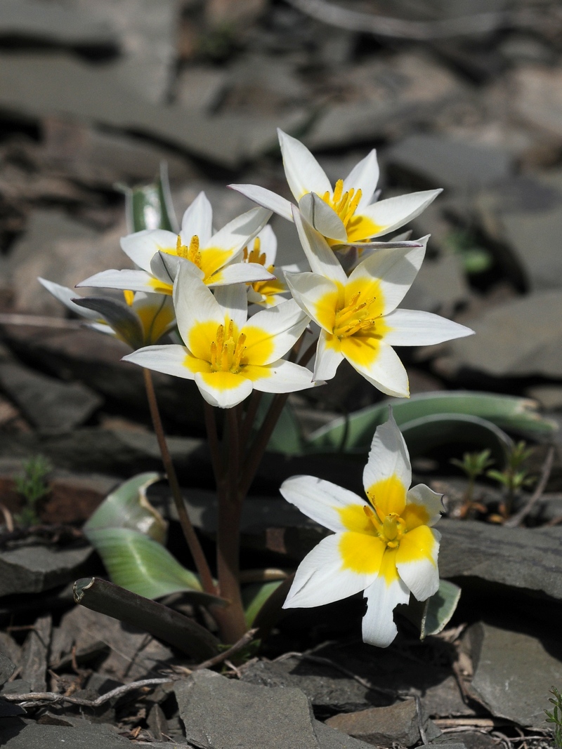 Image of Tulipa orthopoda specimen.