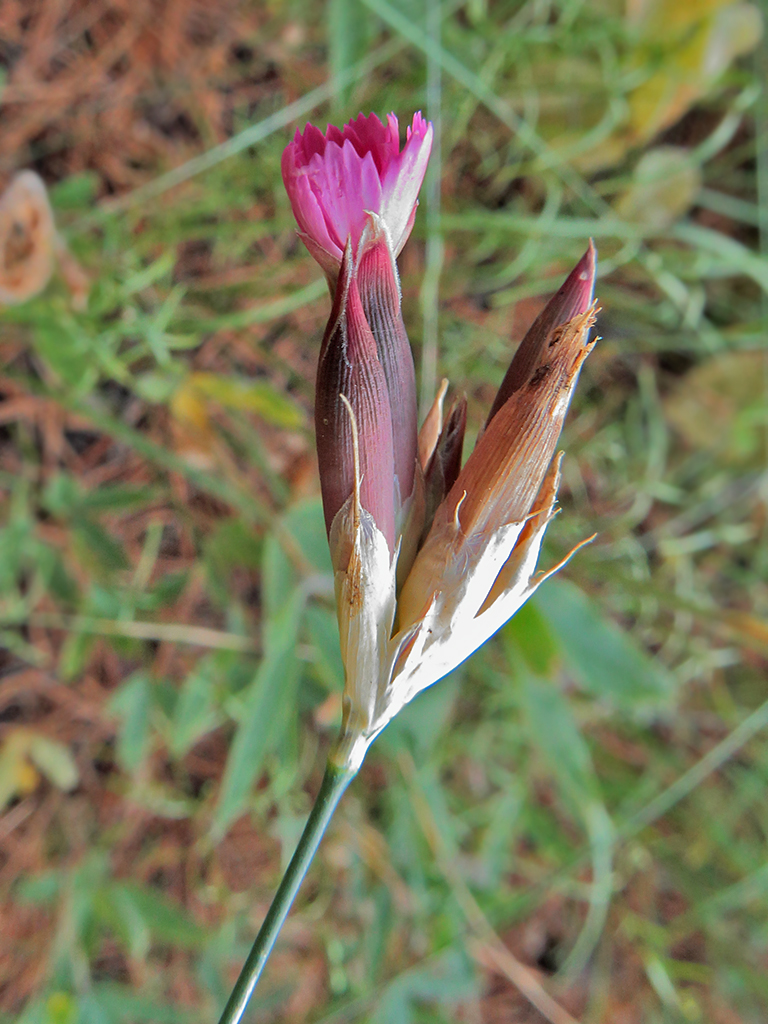 Изображение особи Dianthus borbasii.