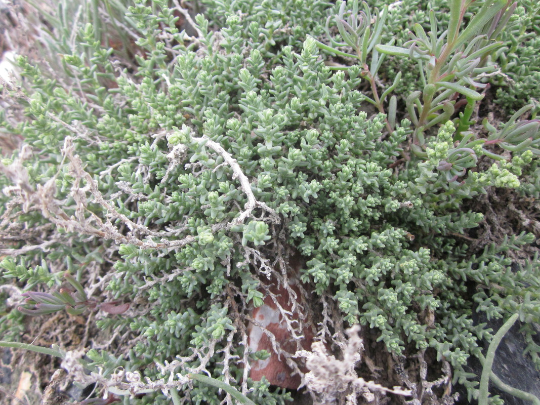 Image of Kalidium juniperinum specimen.