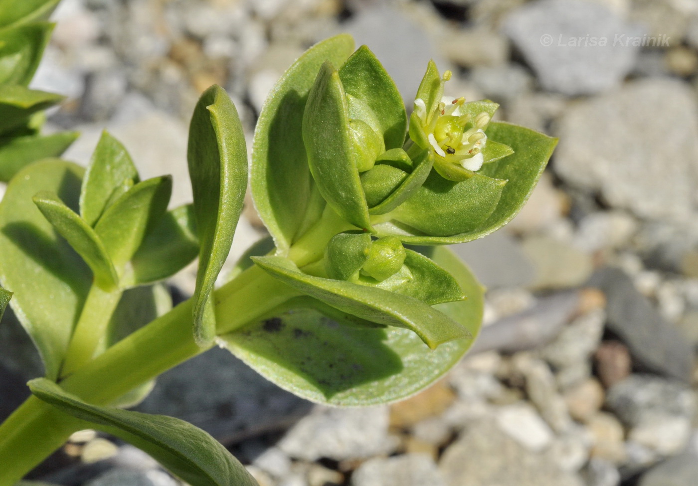 Image of Honckenya peploides ssp. major specimen.