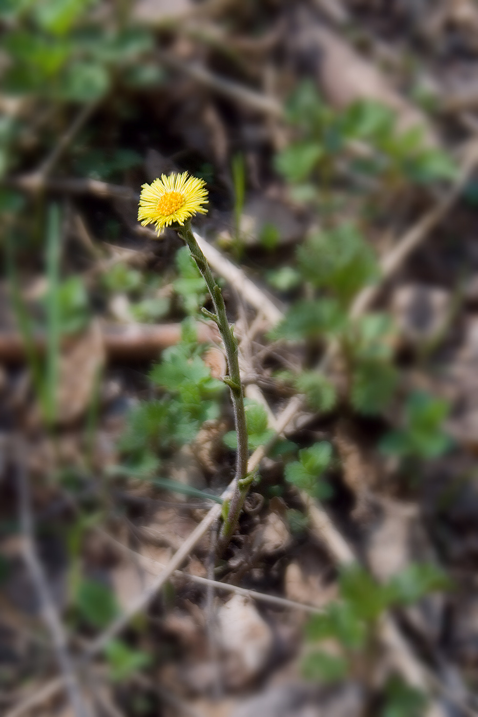 Image of Tussilago farfara specimen.