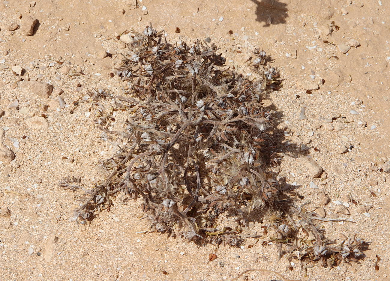 Image of Lappula spinocarpos specimen.