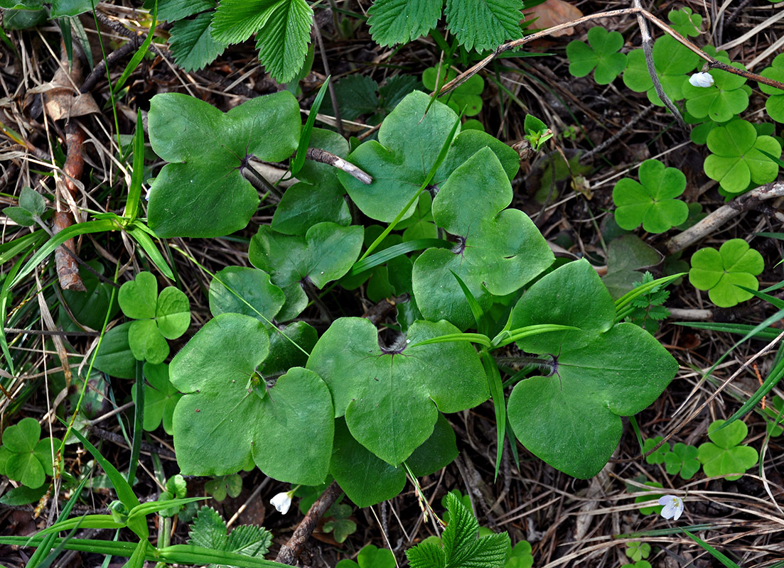 Image of Hepatica nobilis specimen.