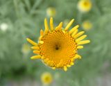 Anthemis tinctoria