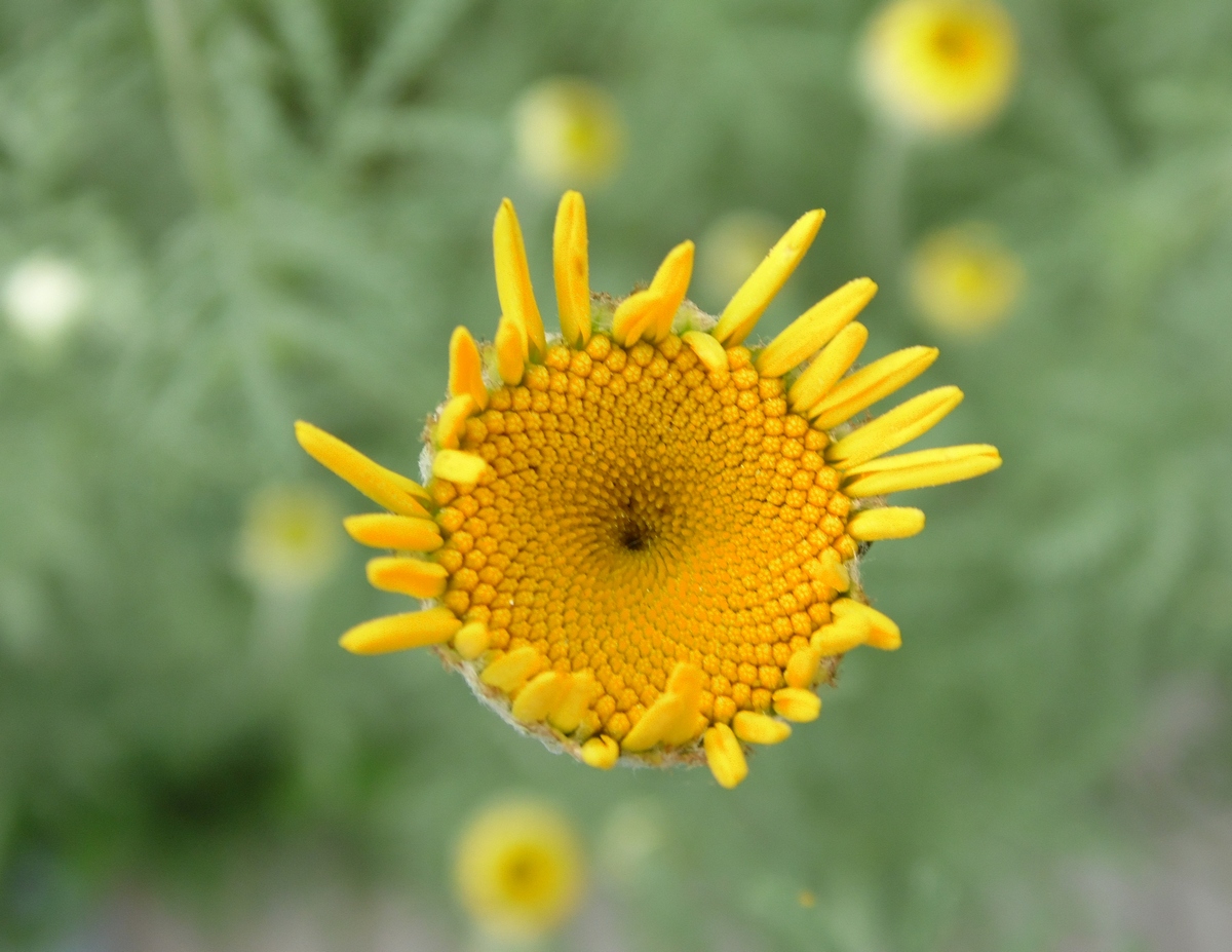 Image of Anthemis tinctoria specimen.