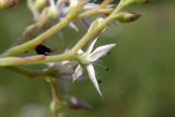 Sedum pallidum