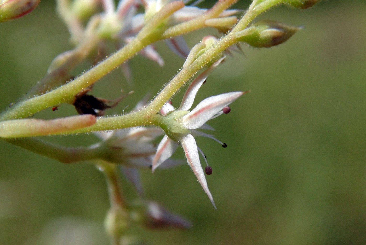 Изображение особи Sedum pallidum.