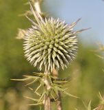 Echinops spinosissimus