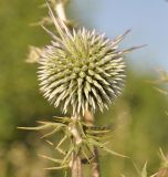 Echinops spinosissimus. Зацветающее соцветие. Республика Кипр, окр. г. Лимасол (Λεμεσός), рудеральное местообитание. 30.06.2019.