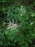 Aruncus sylvestris