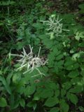 Aruncus sylvestris