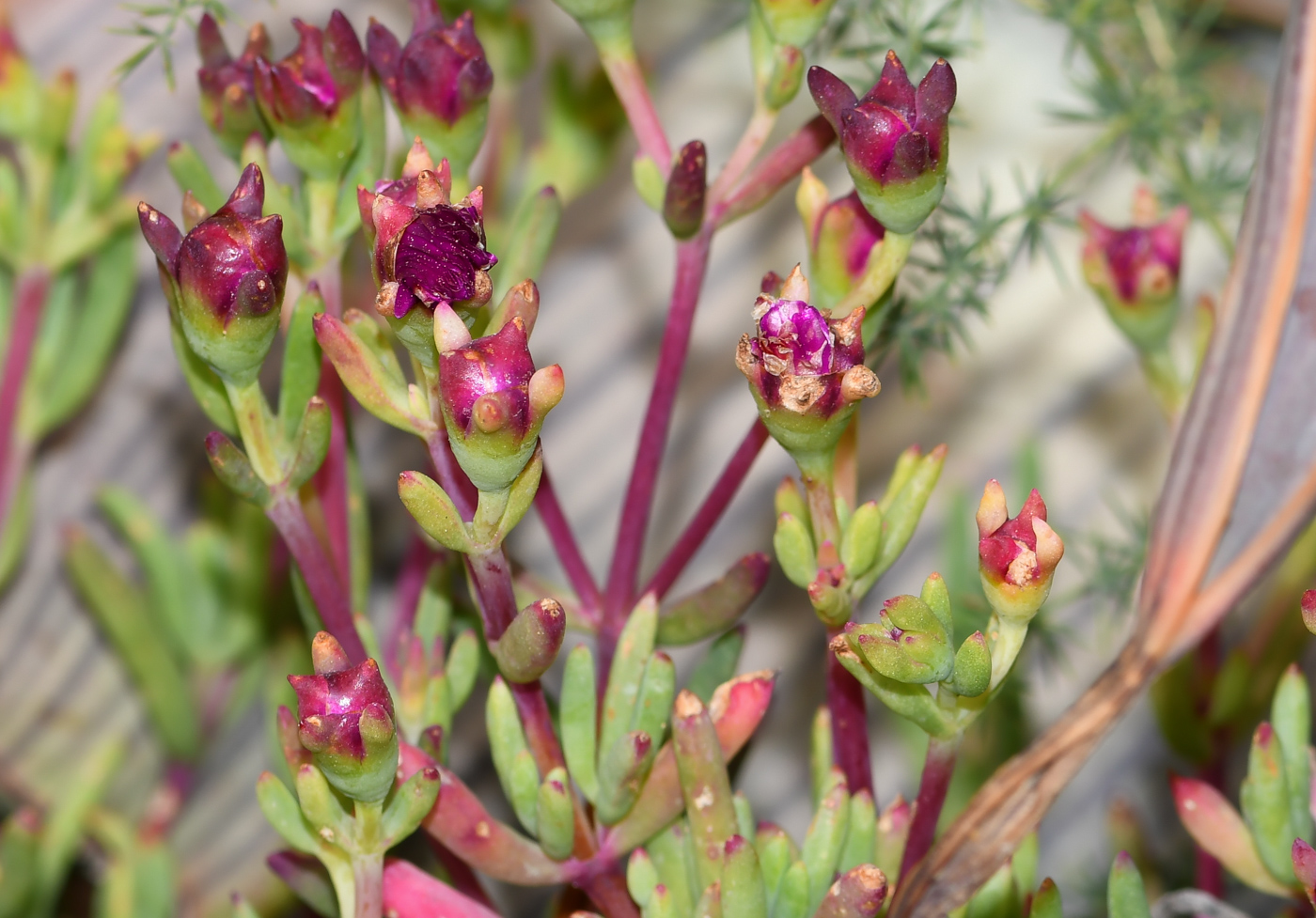 Изображение особи Lampranthus productus.