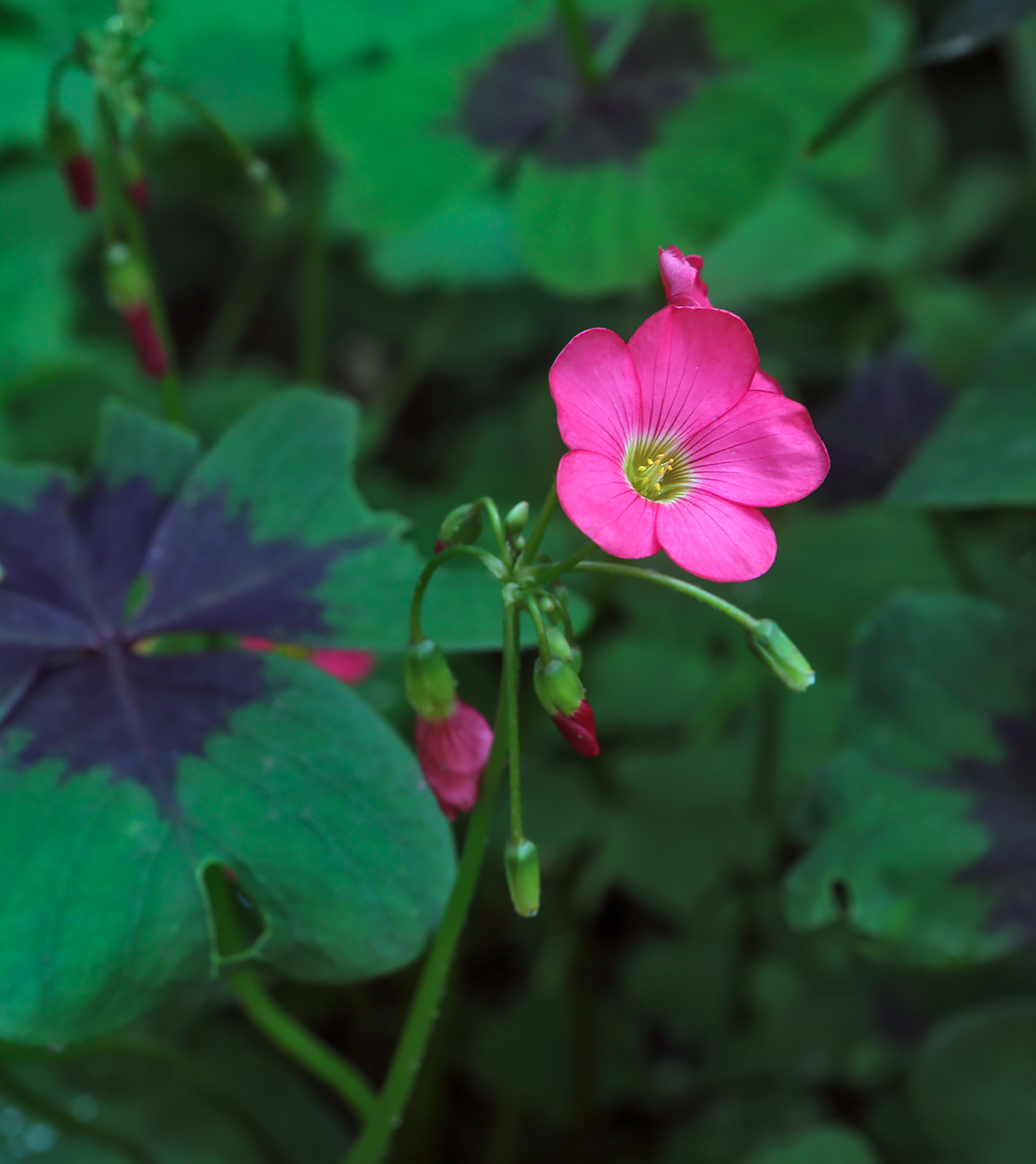 Изображение особи Oxalis tetraphylla.