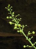 Scrophularia rupestris. Соплодие. Дагестан, Кумторкалинский р-н, хр. Нарат-Тюбе, выходы скал. 31 мая 2019 г.