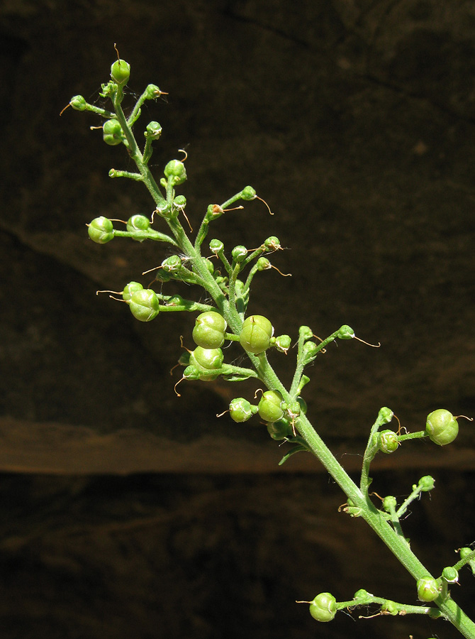 Изображение особи Scrophularia rupestris.