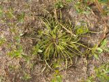 Cyperus fuscus