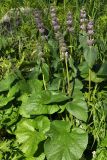 Phlomoides alpina