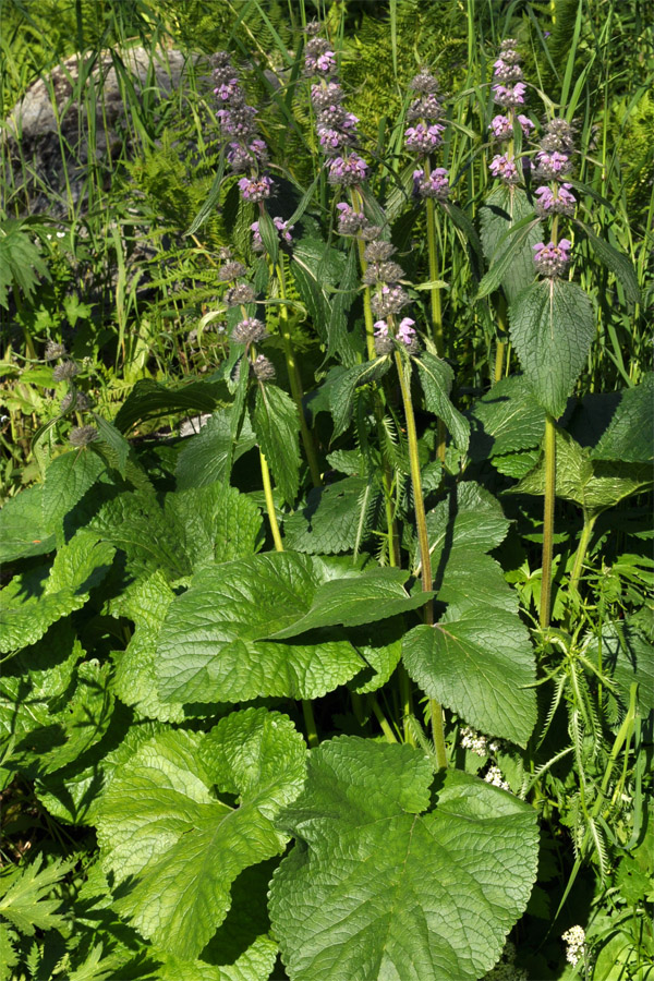 Изображение особи Phlomoides alpina.