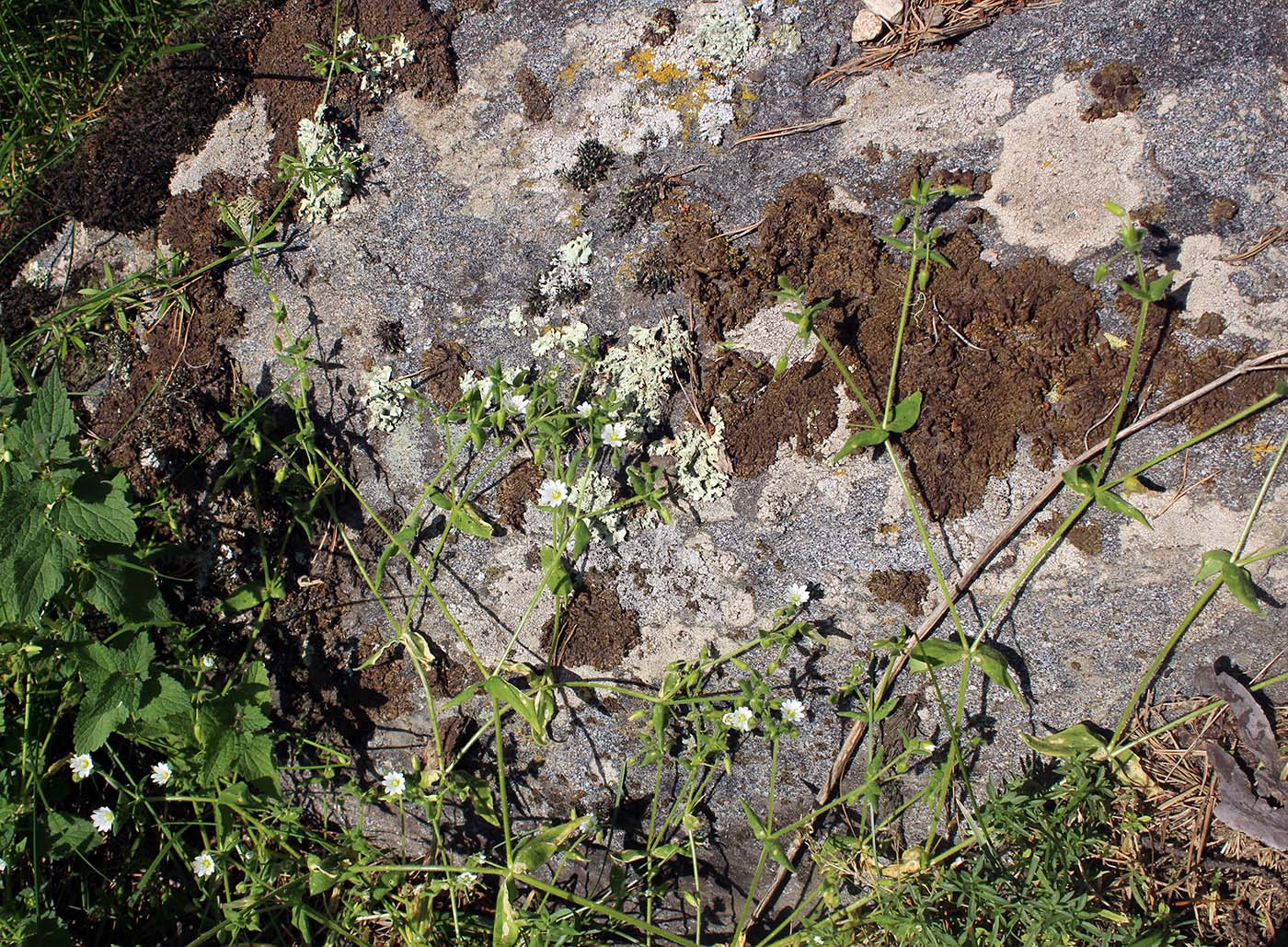 Image of Cerastium nemorale specimen.