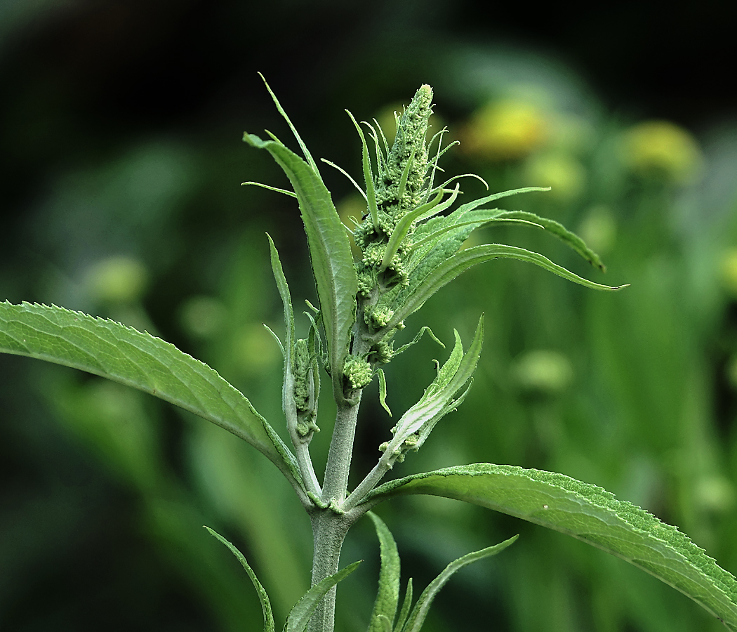 Изображение особи Buddleja davidii.