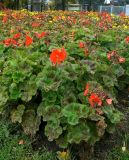 Pelargonium hortorum